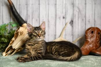Landry -  Domestic Medium Hair Cat for Adoption in Roanoke, Texas - Landry | PetCurious