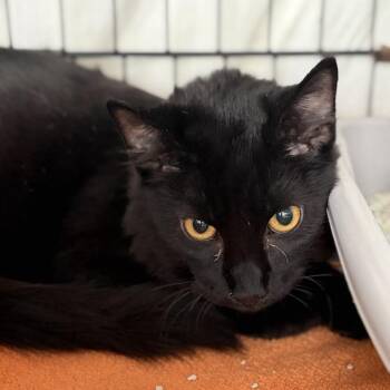 Taco -  Domestic Medium Hair Cat for Adoption in New York, New York - Taco | PetCurious