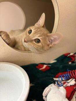 Cash -  Domestic Short Hair Cat for Adoption in Quakertown, Pennsylvania - Cash | PetCurious