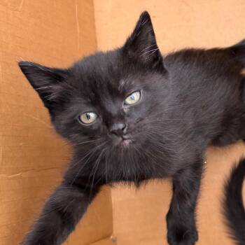 Domestic Medium Hair and Domestic Short Hair Cats Available for Adoption in Marshall, Texas - Binx | PetCurious