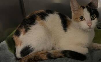 LILITH -  Domestic Short Hair Cat for Adoption in Killeen, Texas - LILITH | PetCurious