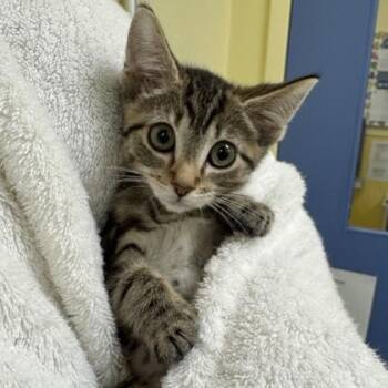 Kia -  Domestic Short Hair Cat for Adoption in Richmond, Virginia - Kia | PetCurious