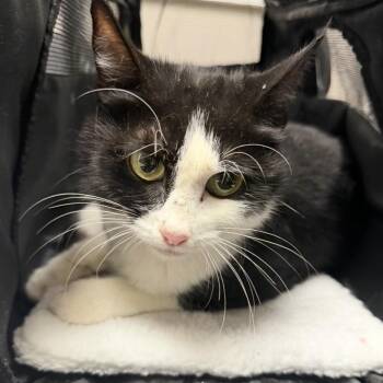 FWT Liz -  Domestic Short Hair Cat for Adoption in Midland, Texas - FWT Liz | PetCurious