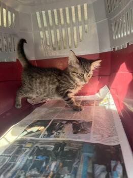 Jetta -  Domestic Short Hair Cat for Adoption in Cleveland, Ohio - Jetta | PetCurious