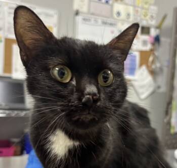 Rescue Domestic Short Hair Cats for Adoption in Des Moines, Iowa - Coraline | PetCurious