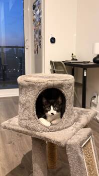 Goggles-Must be adopted with Syrup -  Domestic Short Hair Cat for Adoption in Toronto, Ontario - Goggles-Must Be Adopted With Syrup | PetCurious
