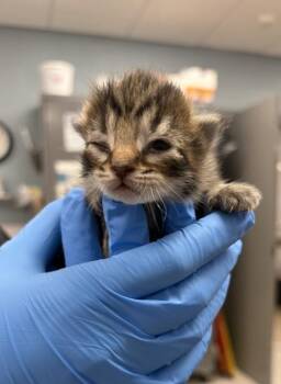 Domestic Short Hair Cats Available for Adoption - Moose | PetCurious