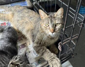 Betty -  Domestic Short Hair Cat Available for Adoption in Apollo, Pennsylvania - Betty | PetCurious