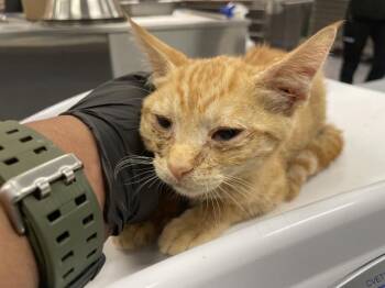 A1927689 -  Domestic Short Hair Cat for Adoption in Thousand Palms, California - A1927689 | PetCurious