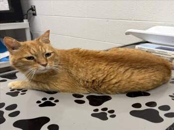 MAGOO -  Domestic Short Hair Cat for Adoption in Derwood, Maryland - MAGOO | PetCurious