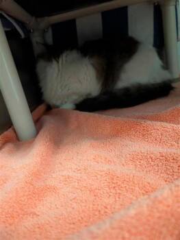 Kyra (Kiki) -  Domestic Medium Hair and Domestic Short Hair Cat for Adoption in Montreal, Quebec - Kyra (Kiki) | PetCurious