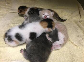 KEEPING -  Domestic Short Hair Cat for Adoption in Riverside, California - KEEPING | PetCurious