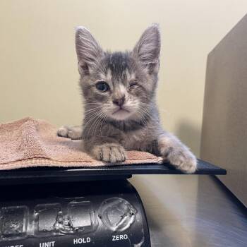 Jack -  Domestic Short Hair Cat for Adoption in Pasadena, California - Jack | PetCurious