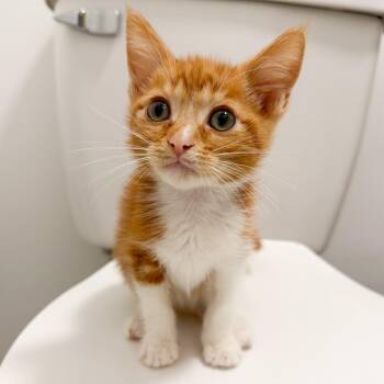 Larry -  Domestic Short Hair Cat for Adoption in Long Beach, California - Larry | PetCurious