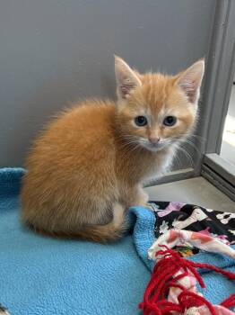 June Bug -  American Shorthair Cat for Adoption in Big Rapids, Michigan - June Bug | PetCurious
