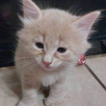 Buffalo -  Extra Toes Cat Hemingway Polydactyl Cat for Adoption in Tampa, Florida - Buffalo | PetCurious