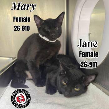 Mary -  Domestic Short Hair Cat for Adoption in Georgetown, Kentucky - Mary | PetCurious