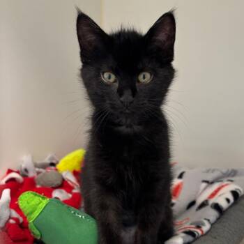 Princess Peach (bonded with Princess Daisy) -  Domestic Short Hair Cat for Adoption in Naperville, Illinois - Princess Peach (bonded With Princess Daisy) | PetCurious
