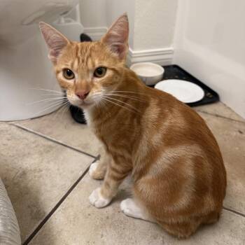 Rusty -  Domestic Short Hair Cat for Adoption in Long Beach, California - Rusty | PetCurious