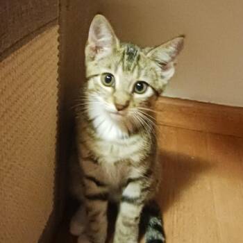 Rescue Domestic Short Hair Cats for Adoption in Troy, Illinois - Dopey | PetCurious