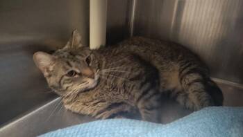 MANNY -  Domestic Short Hair Cat for Adoption in Pueblo, Colorado - MANNY | PetCurious
