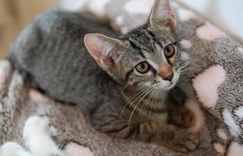 Tatiana -  Domestic Short Hair Cat for Adoption in West Palm Beach, Florida - Tatiana | PetCurious
