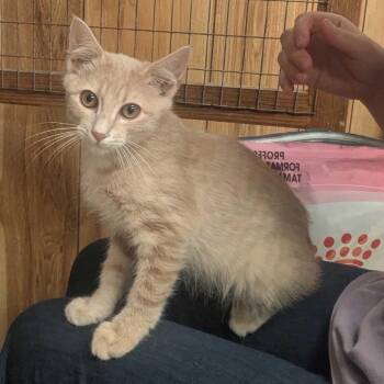Mork -  Domestic Short Hair Cat for Adoption in Fayetteville, Arkansas - Mork | PetCurious
