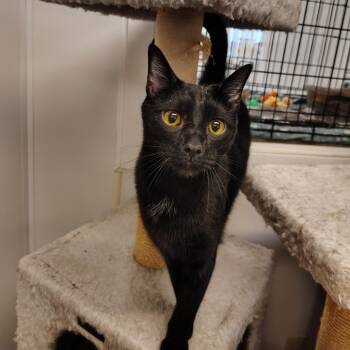 Macchiato -  Domestic Short Hair Cat for Adoption in Indiana, Pennsylvania - Macchiato | PetCurious