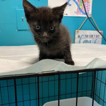 Doughnut -  Domestic Short Hair Cat for Adoption in Jefferson City, Tennessee - Doughnut | PetCurious
