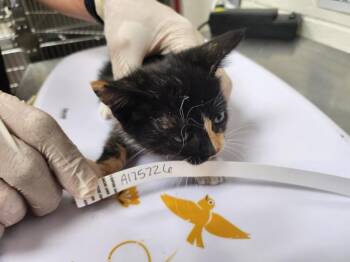 PENNY -  Domestic Short Hair Cat for Adoption in Santa Fe, New Mexico - PENNY | PetCurious