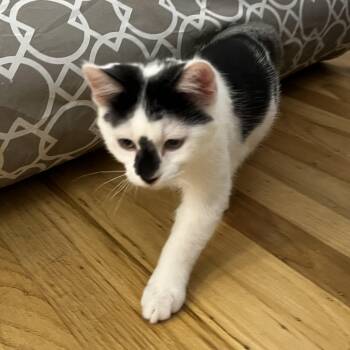 Rescue American Shorthair Cats for Adoption in San Francisco, California - Polly | PetCurious