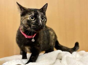 Rescue Domestic Short Hair Cats for Adoption in Brentwood, Missouri - TRIX | PetCurious