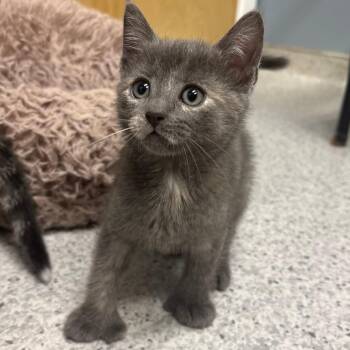 26-319 Remy -  Domestic Short Hair Cat for Adoption in North Branford, Connecticut - 26-319 Remy | PetCurious