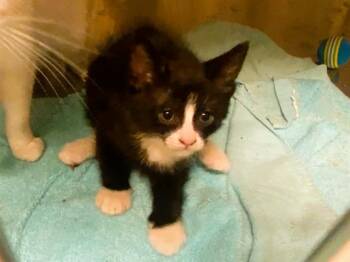 HARRIS -  Domestic Short Hair Cat for Adoption in Tustin, California - HARRIS | PetCurious