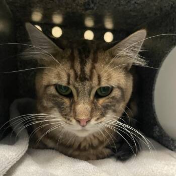 Solar -  Domestic Short Hair Cat for Adoption in Pasadena, California - Solar | PetCurious