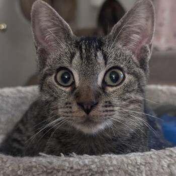Oscar -  Tabby and Domestic Short Hair Cat for Adoption in Sandy Springs, Georgia - Oscar | PetCurious