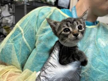 Buffay -  Domestic Short Hair Cat for Adoption - Buffay | PetCurious