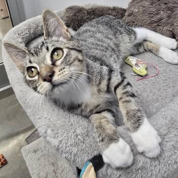 Sokka -  Domestic Short Hair Cat for Adoption in Huntsville, Alabama - Sokka | PetCurious