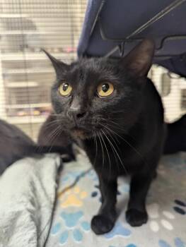 Domestic Short Hair Cats Available for Adoption in Johnson City, Tennessee - Tundra (tittle) | PetCurious