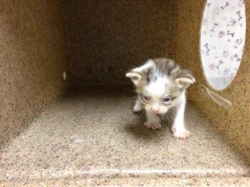 A1936138 -  Domestic Short Hair Cat for Adoption in Riverside, California - A1936138 | PetCurious