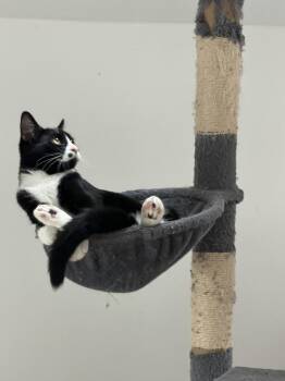 Teletubbies:  Po -  Domestic Short Hair Cat for Adoption - Teletubbies:  Po | PetCurious