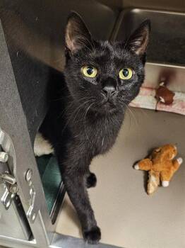 MOMMA HENNY -  Domestic Short Hair Cat for Adoption in Clyde, North Carolina - MOMMA HENNY | PetCurious