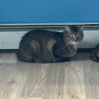 Rescue Domestic Short Hair Cats for Adoption in Lakesite, Tennessee - Jolene & Cash | PetCurious