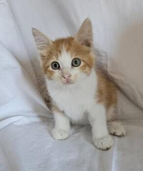 Domestic Medium Hair Cats Available for Adoption in Liverpool, Texas - Nick | PetCurious