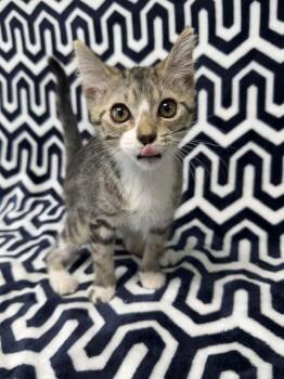 Sirynx -  Domestic Short Hair Cat for Adoption in Valdosta, Georgia - Sirynx | PetCurious