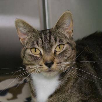 Marie Curie -  Domestic Short Hair Cat for Adoption in Seattle, Washington - Marie Curie | PetCurious