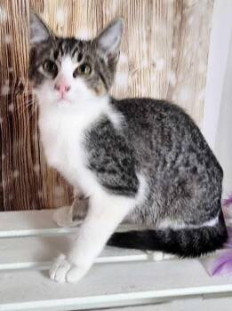 Domestic Short Hair Cats Available for Adoption in Dayton, Minnesota - Jean | PetCurious