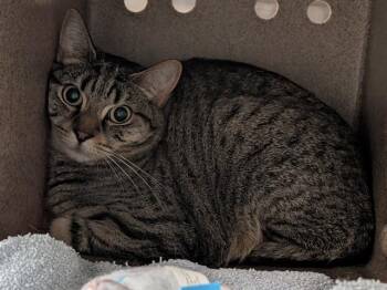 NIX -  Domestic Short Hair Cat for Adoption in Kent, Washington - NIX | PetCurious