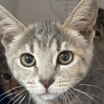 McMuffin -  Domestic Short Hair Cat for Adoption in Riverside, California - McMuffin | PetCurious
