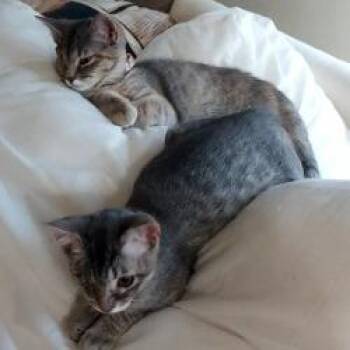 Veronica -  Domestic Short Hair Cat for Adoption in San Antonio, Texas - Veronica | PetCurious